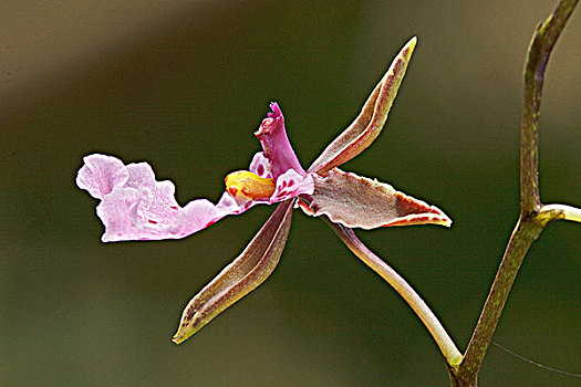 dò vé số