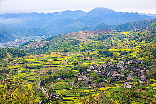bach thu soi cau