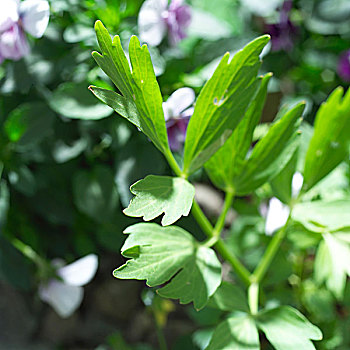 cầu xổ số miền nam