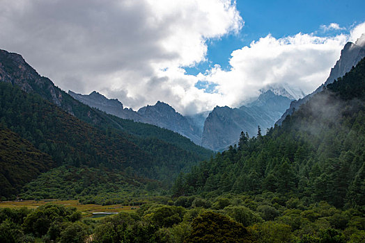 rong bach kim 366