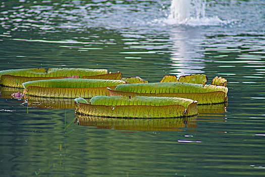 chơi lô trượt