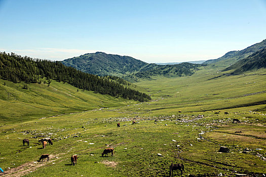 lo khung rong bach kim