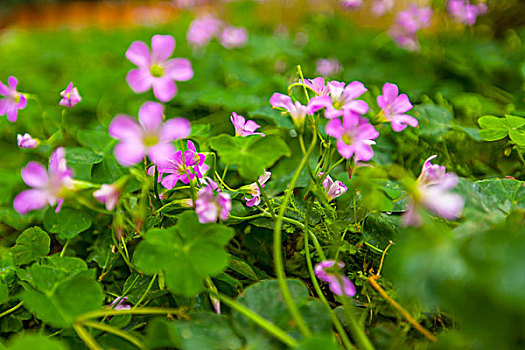 chơi lô miền nam