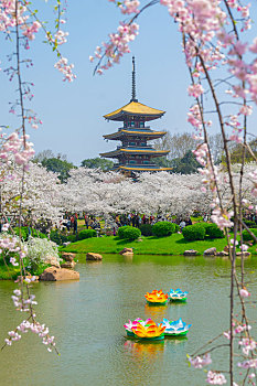 soi rong bach kim