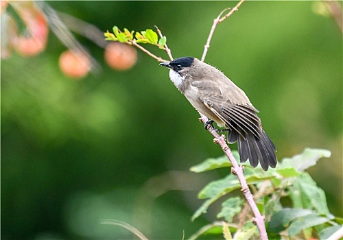 cầu đề miền bắc