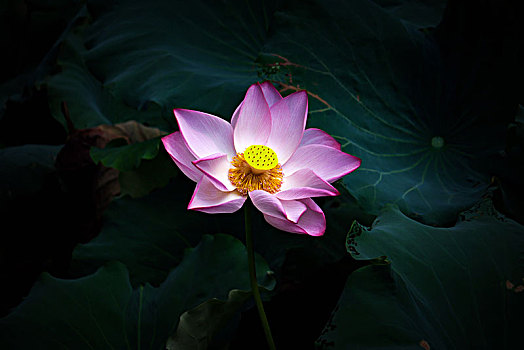 xs điện toán