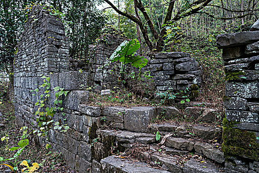 du doan rong bach kim