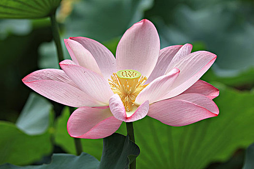 kqxs da nang