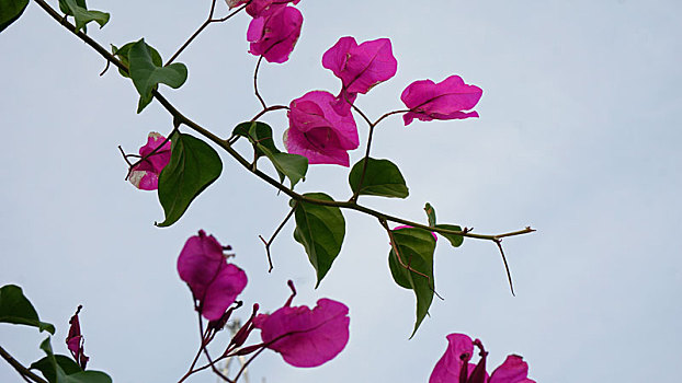 soi cau rong