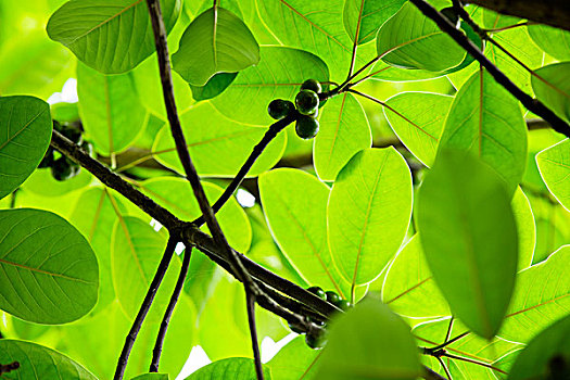soi cau rong bach kim 99