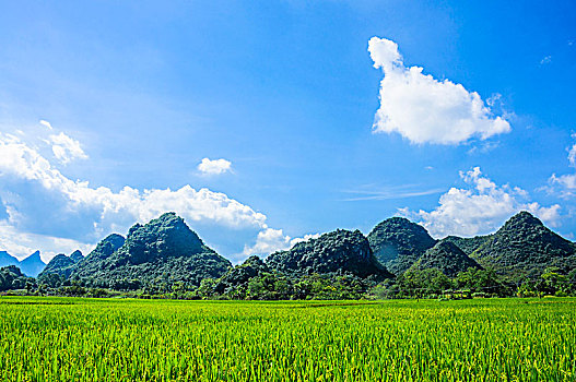 tỷ lệ ăn 3 càng