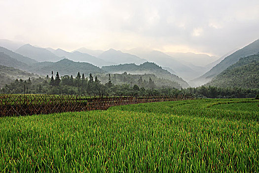 soi cau lo chuan hom nay