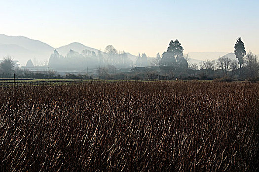 soi cau chuan