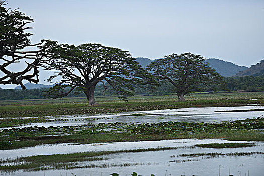 3 càng
