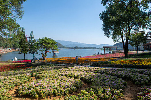 tỷ lệ ăn 3 càng