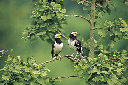 hướng dẫn chơi lô xiên