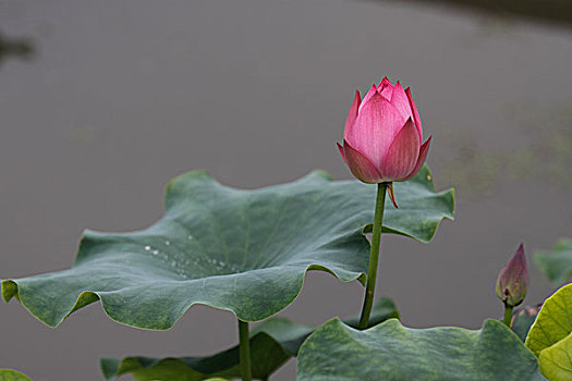xs trực tiếp