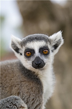 du doan 568
