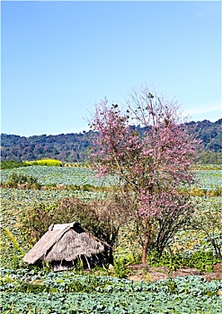 lô rơi