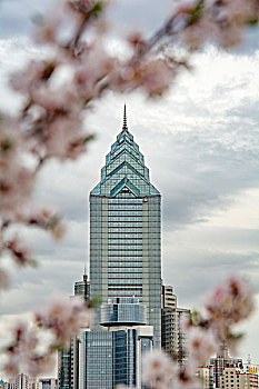 cầu bạch thủ 247