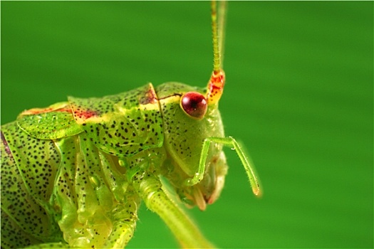 cầu bạch thủ đề