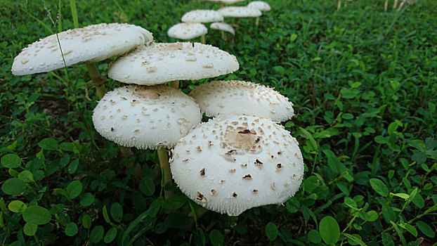 xổ số thành phố hàng tuần