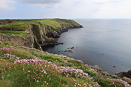 cau bach thu de