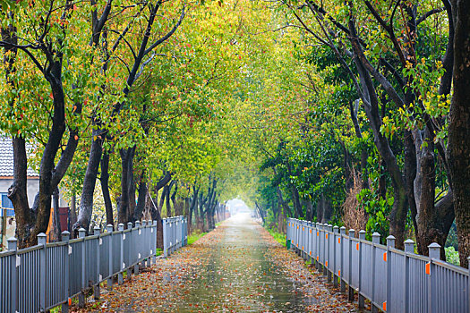 cầu bạch thủ hôm nay