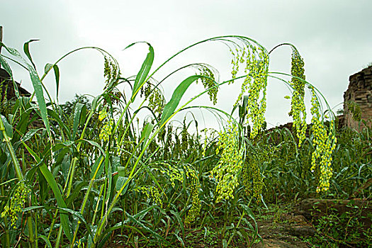 bạch thủ lô hôm nay