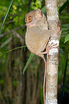 soi cầu miền