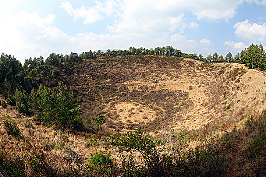 bạch thu lo mb