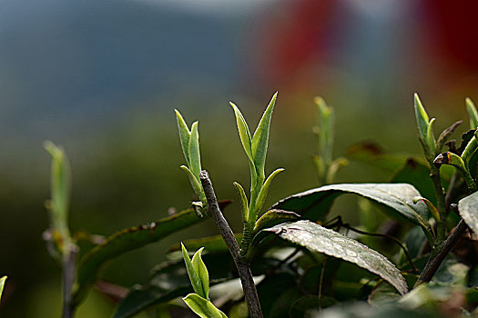 cầu bạch thủ 247