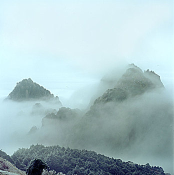 bạch thu de