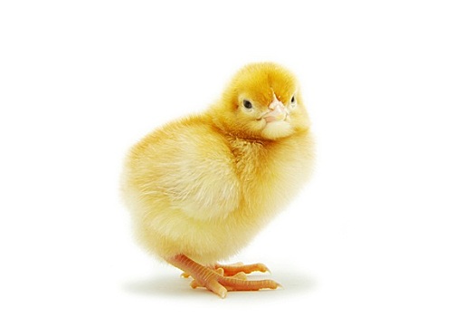 cầu lô kép miền bắc hôm nay