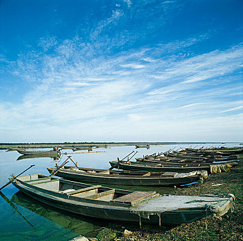 rong bach kim 888