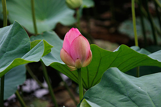 soi cau ngay mai