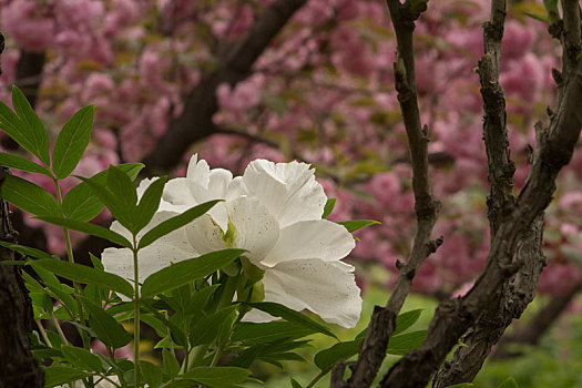 miền bắc thứ ba