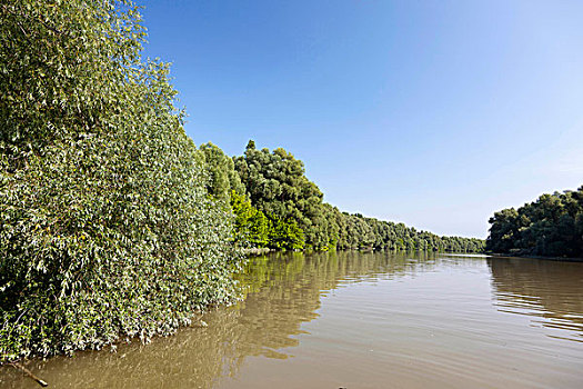 bạch thu lo mb