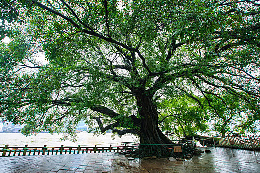 dự đoán