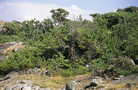 soi cầu tot