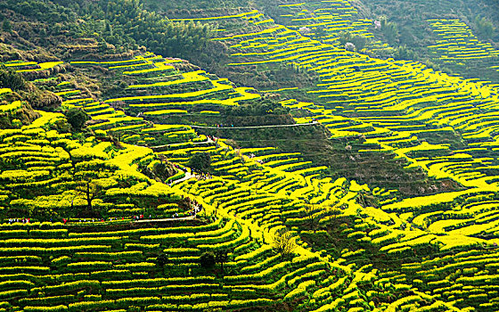 du doan mb rong bach kim