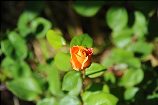 xổ số miền nam đài phát