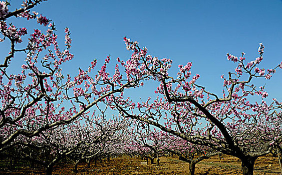 bach thu lo khung 3 ngay
