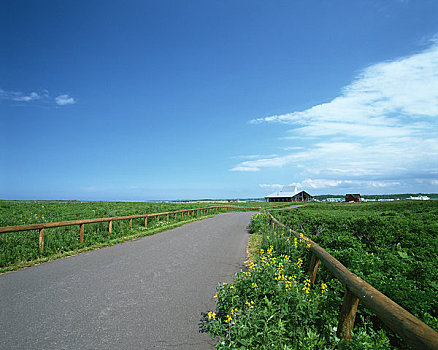 bach thu lo kep