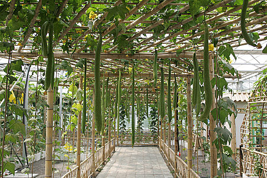 hôm nay bạch thủ con gì