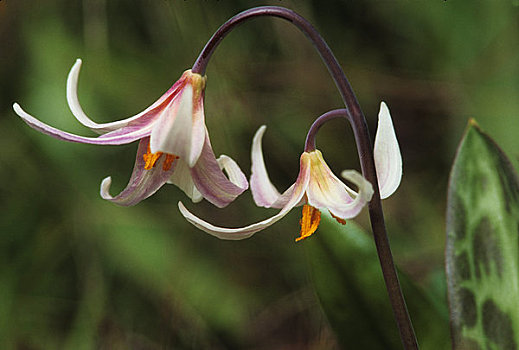 soi cau 88