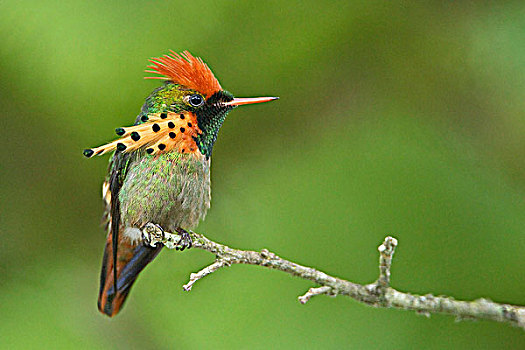 coi xổ số