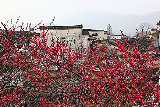 soi cau lo hai nhay rong bach kim