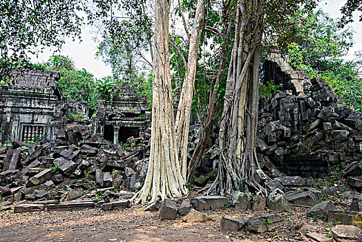 soi cau 8585
