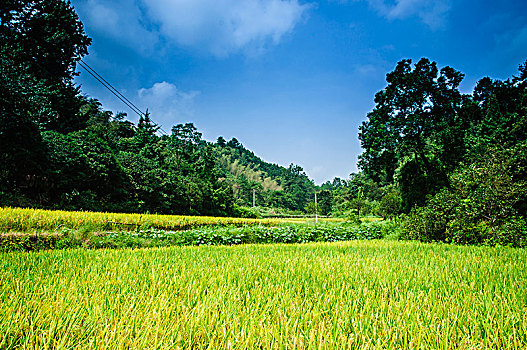 soi cau lo de mb mien phi hom nay